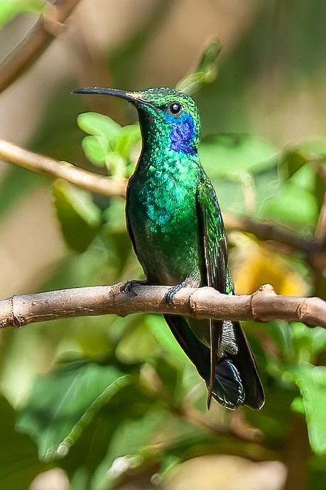 kolibřík modrouchý (ssp. cabanidis) - ML605925481
