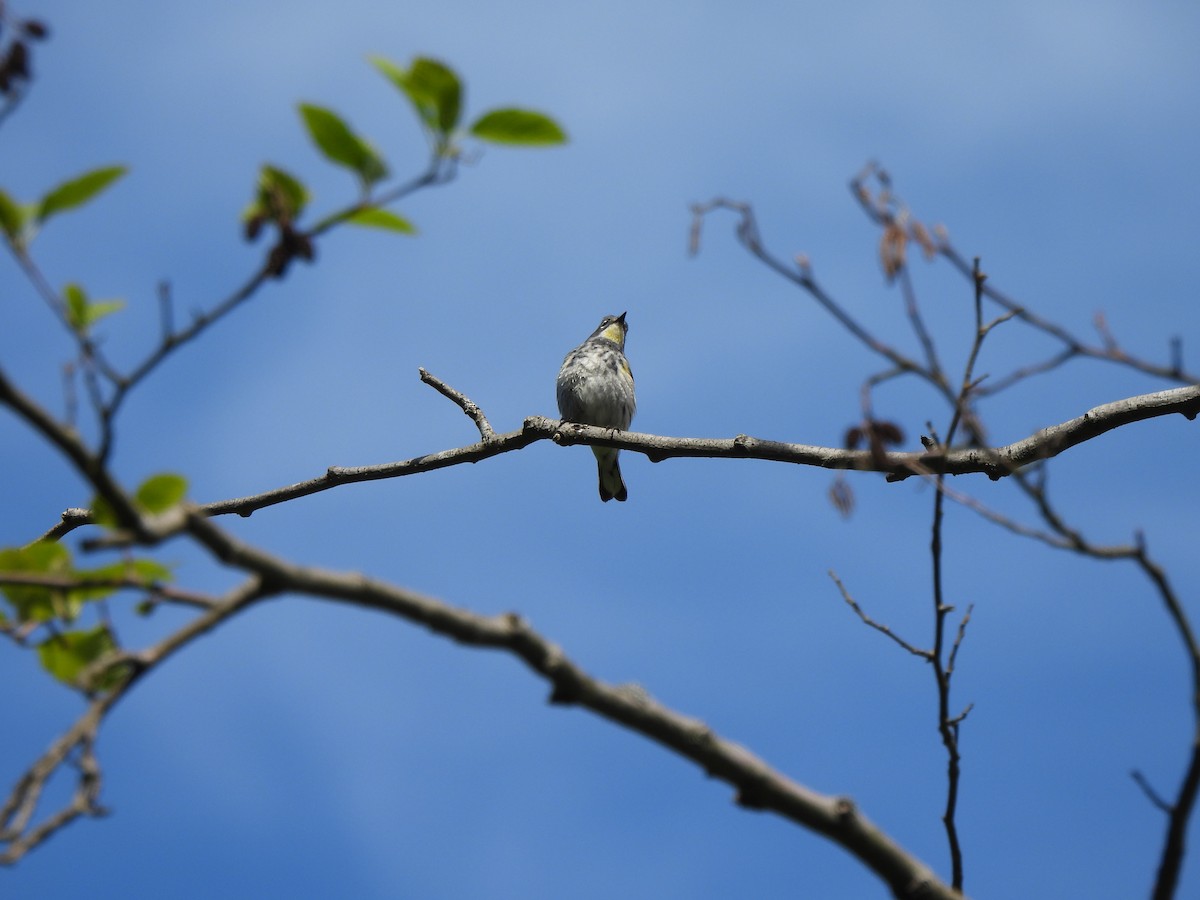 Yellow-rumped Warbler - ML605926431