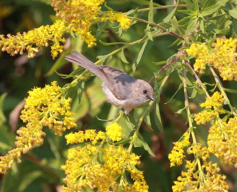 Bushtit - ML605926561