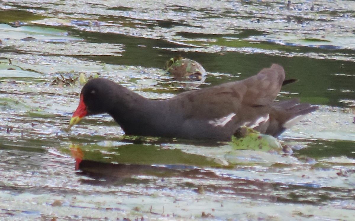 Eurasian Moorhen - ML605929141