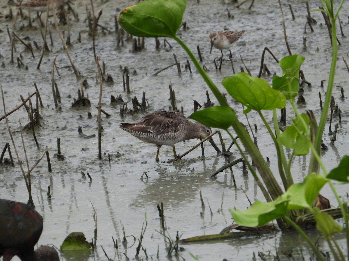 Long-billed Dowitcher - ML605929271
