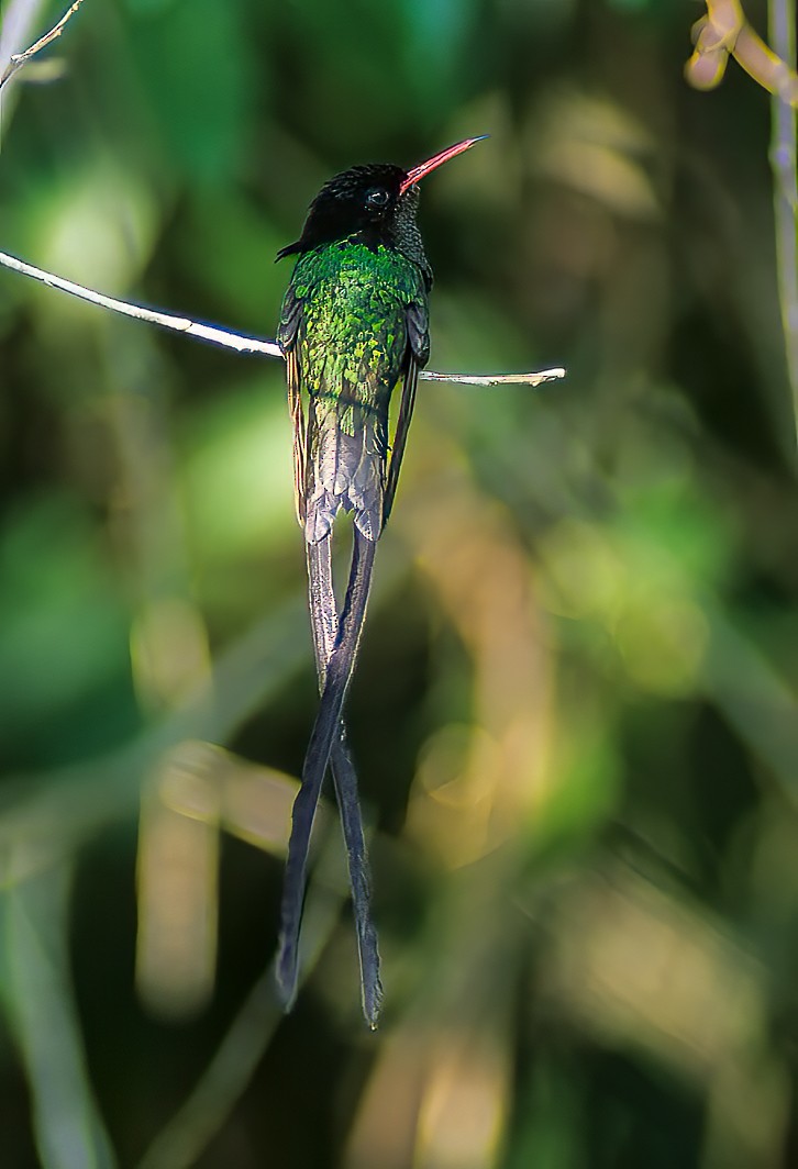 Colibri à tête noire - ML605930491