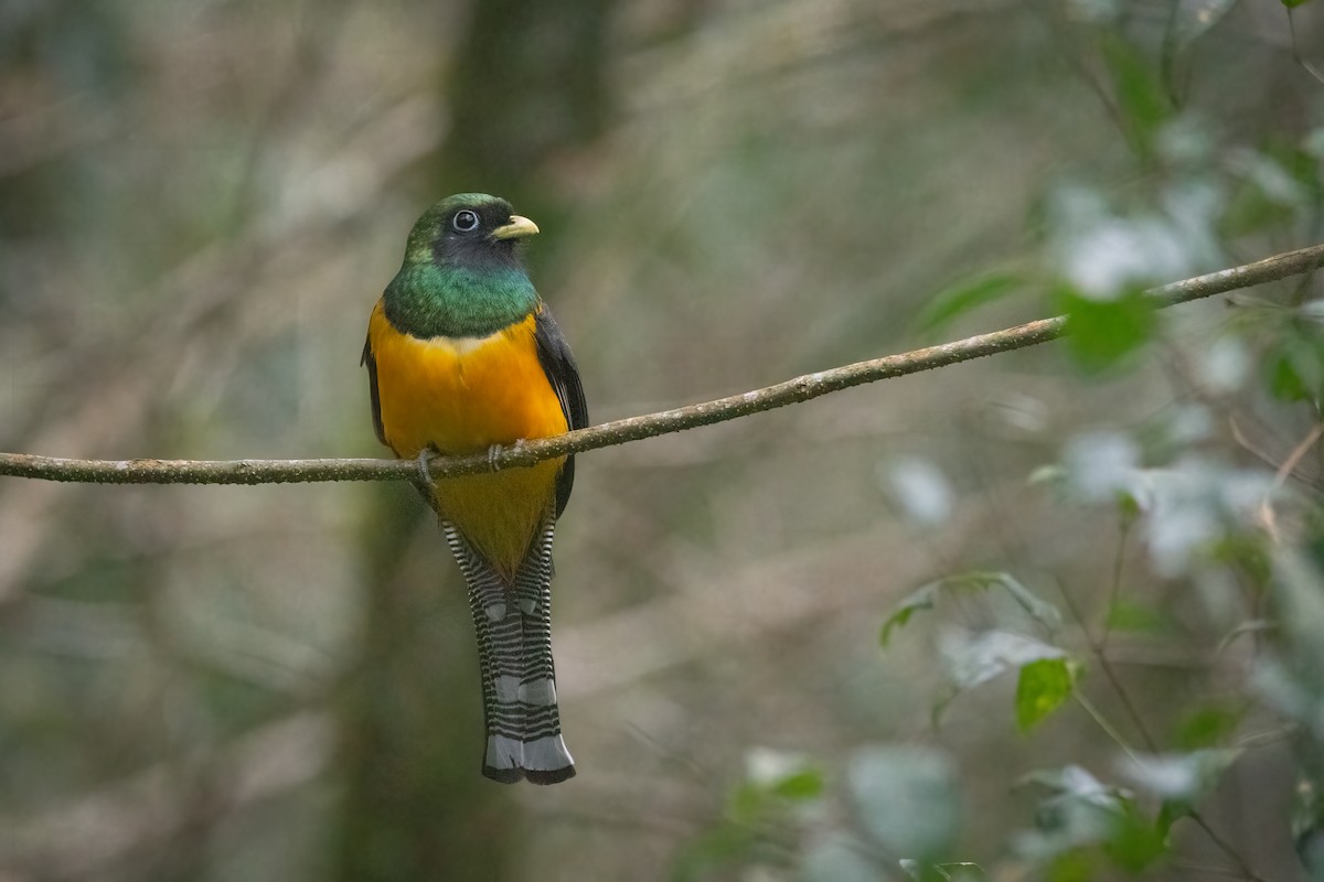 Atlantic Black-throated Trogon - Pablo Re