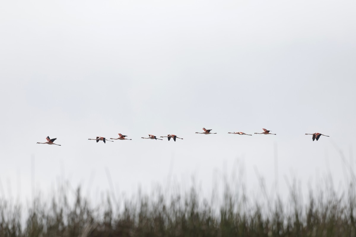 Chilean Flamingo - ML605932051