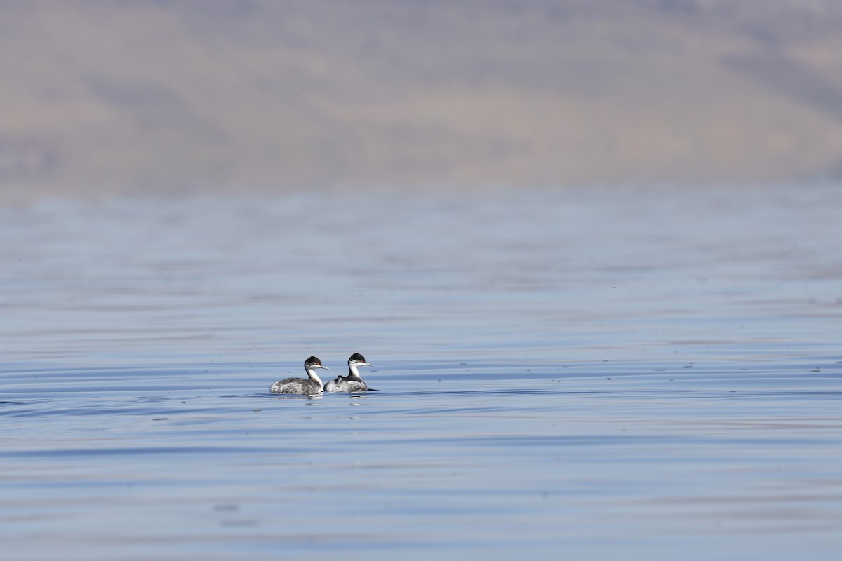 Junin Grebe - Daniel Branch