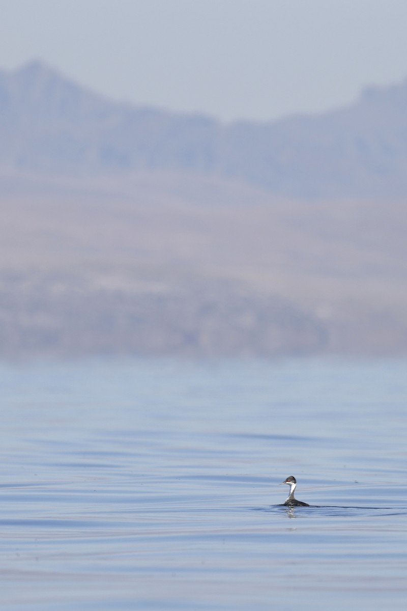 Junin Grebe - Daniel Branch