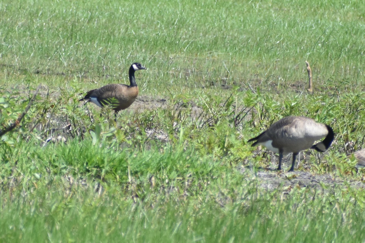 Canada Goose (occidentalis/fulva) - ML605932381