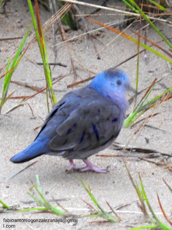 Plain-breasted Ground Dove - ML605933891