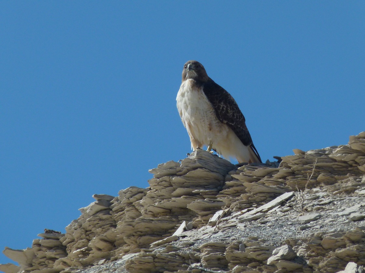 Red-tailed Hawk - Beth Roddin