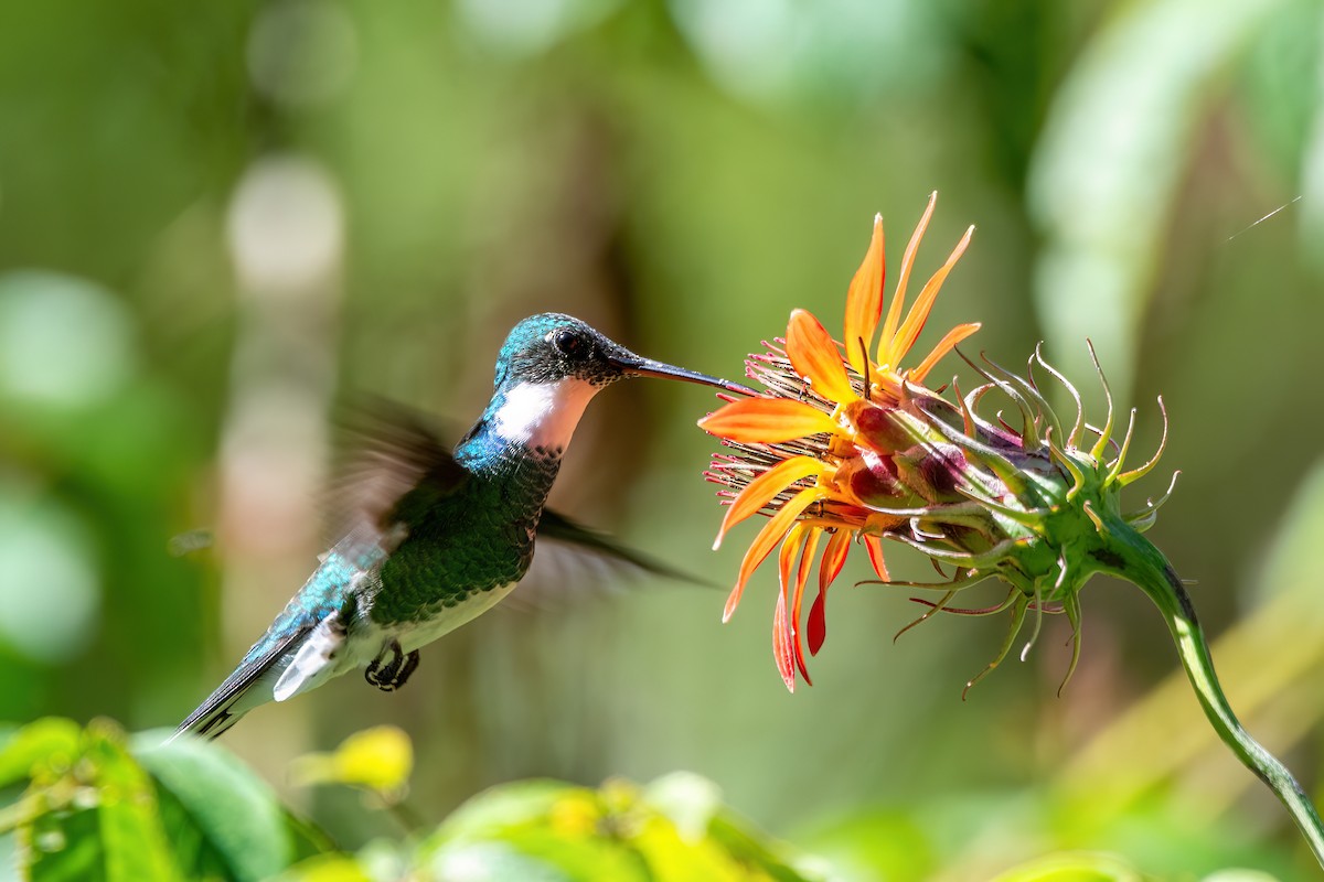White-throated Hummingbird - Marcos Eugênio Birding Guide