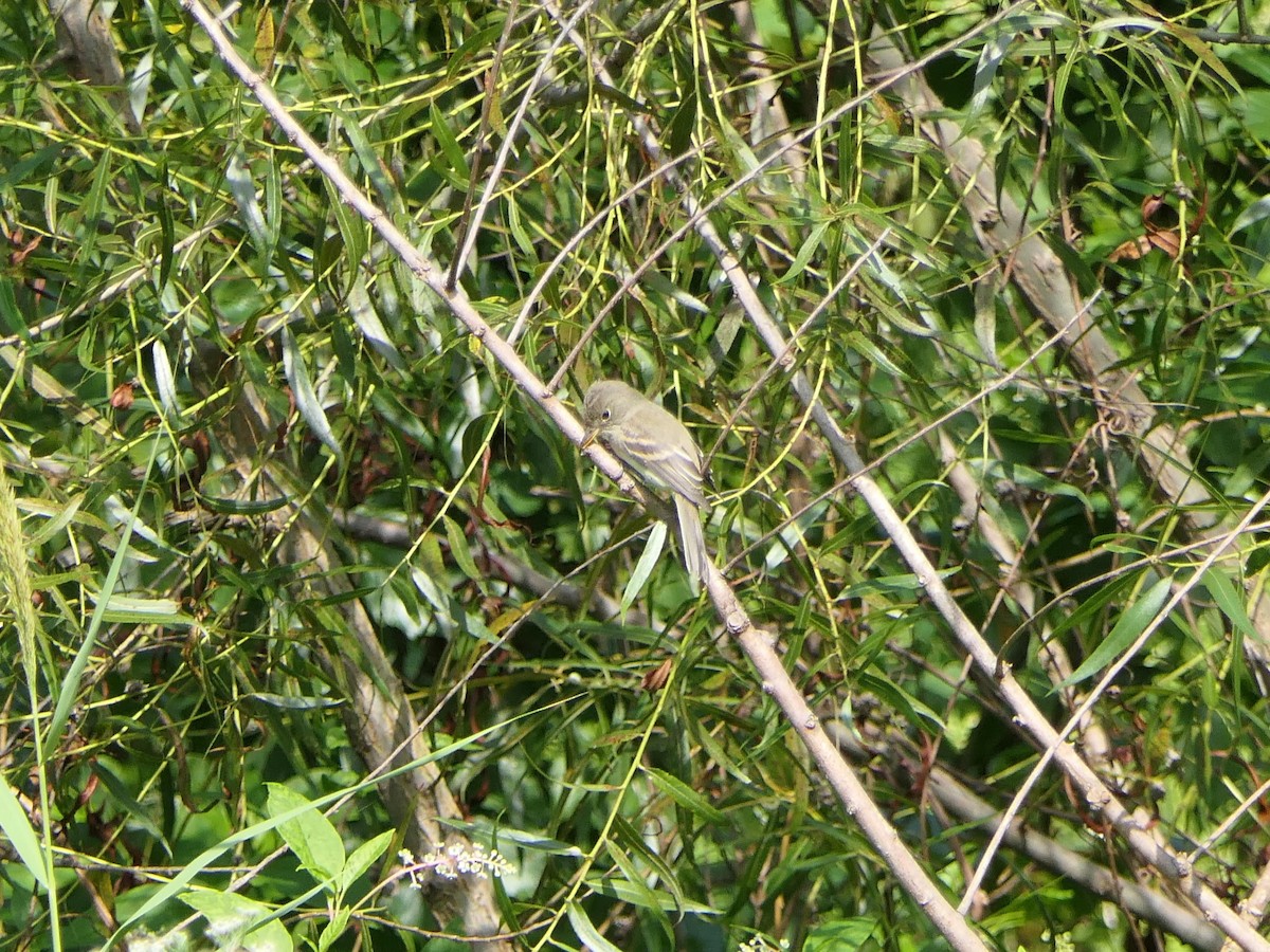 Willow Flycatcher - ML605937121