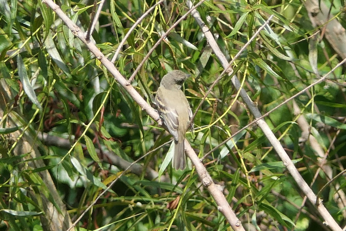 Willow Flycatcher - ML605937131