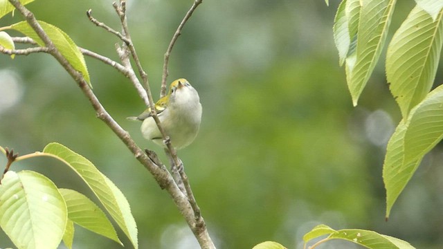 Paruline à flancs marron - ML605937451