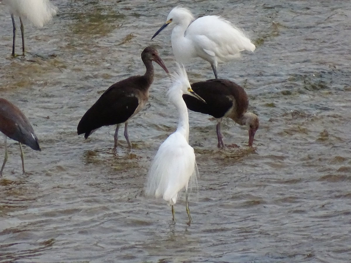 ibis bílý - ML605938841