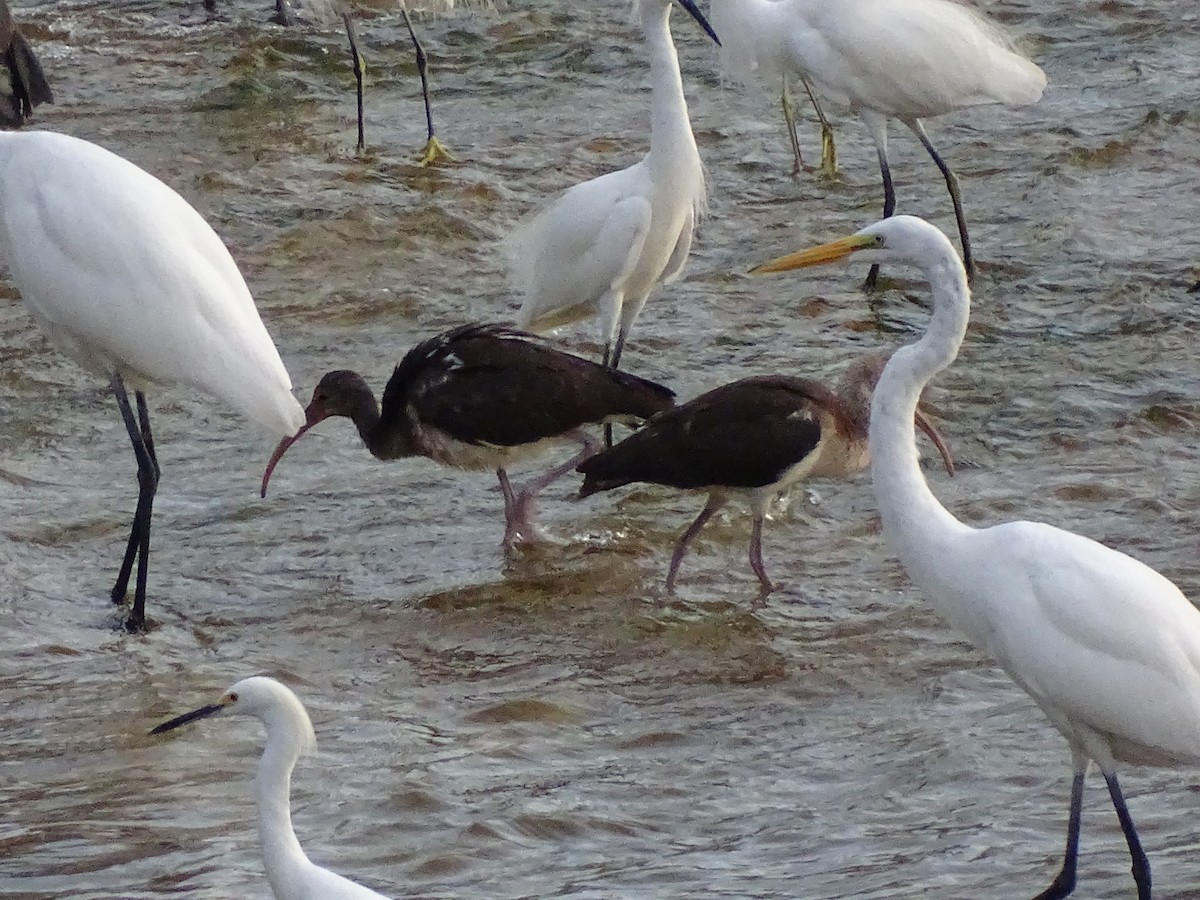 ibis bílý - ML605938851
