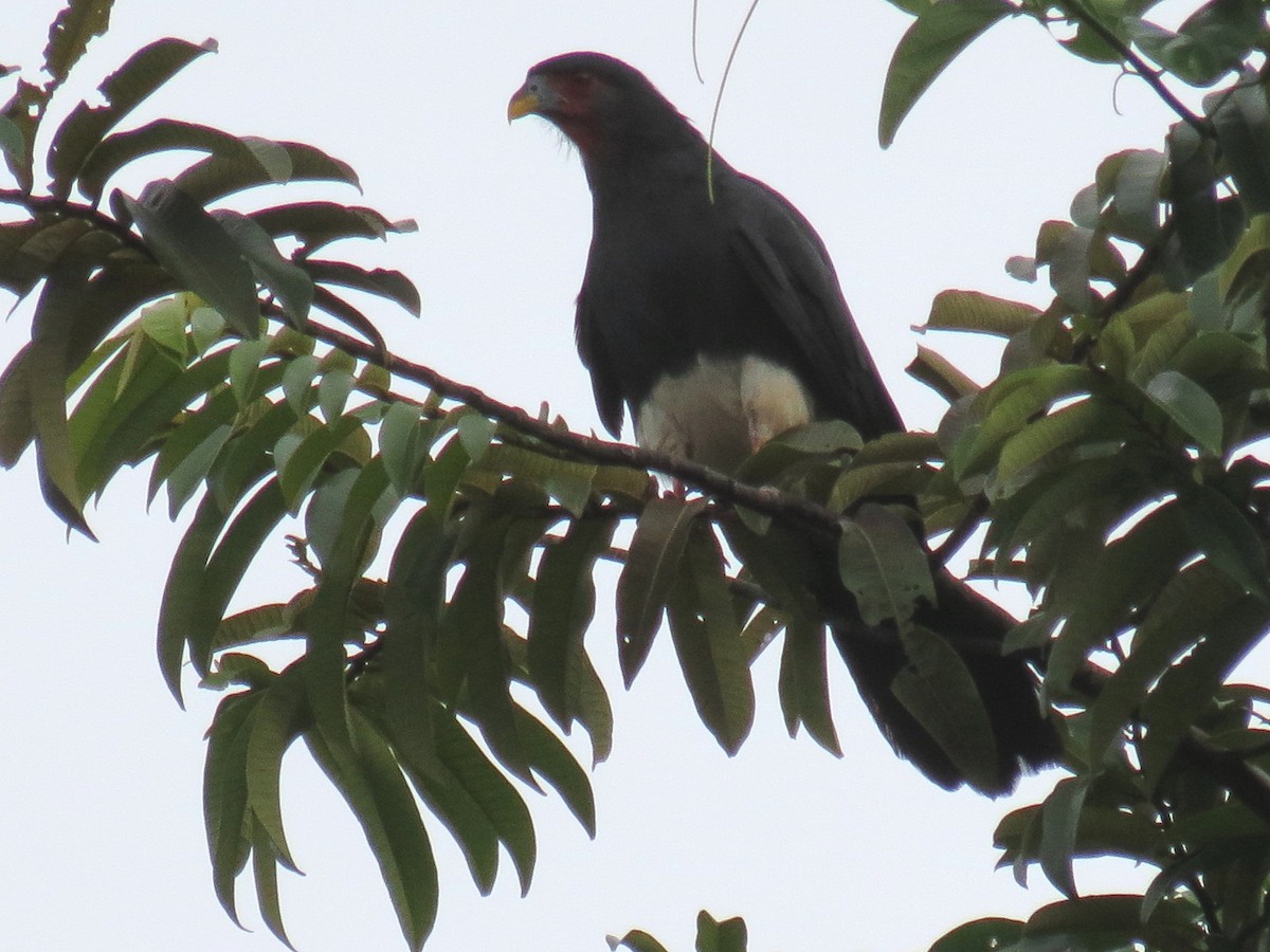 Caracara à gorge rouge - ML605939351