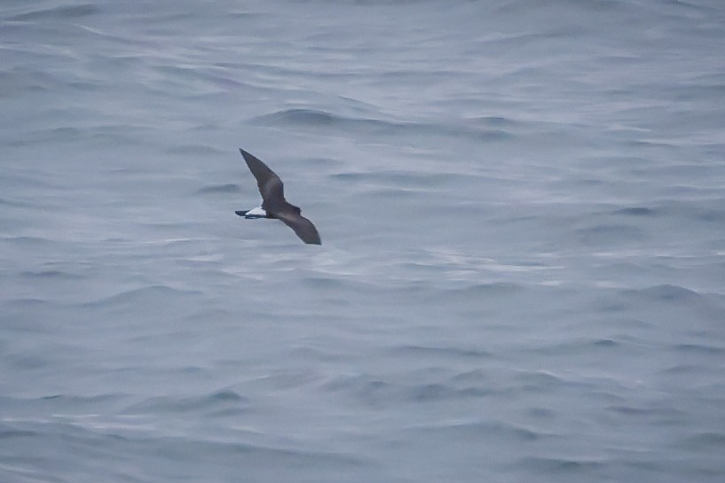 storm-petrel sp. - ML605939411