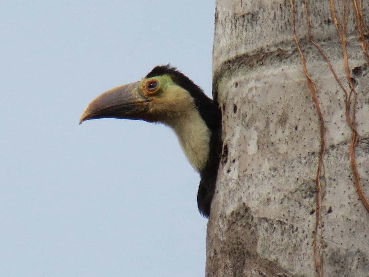 White-throated Toucan - Thore Noernberg