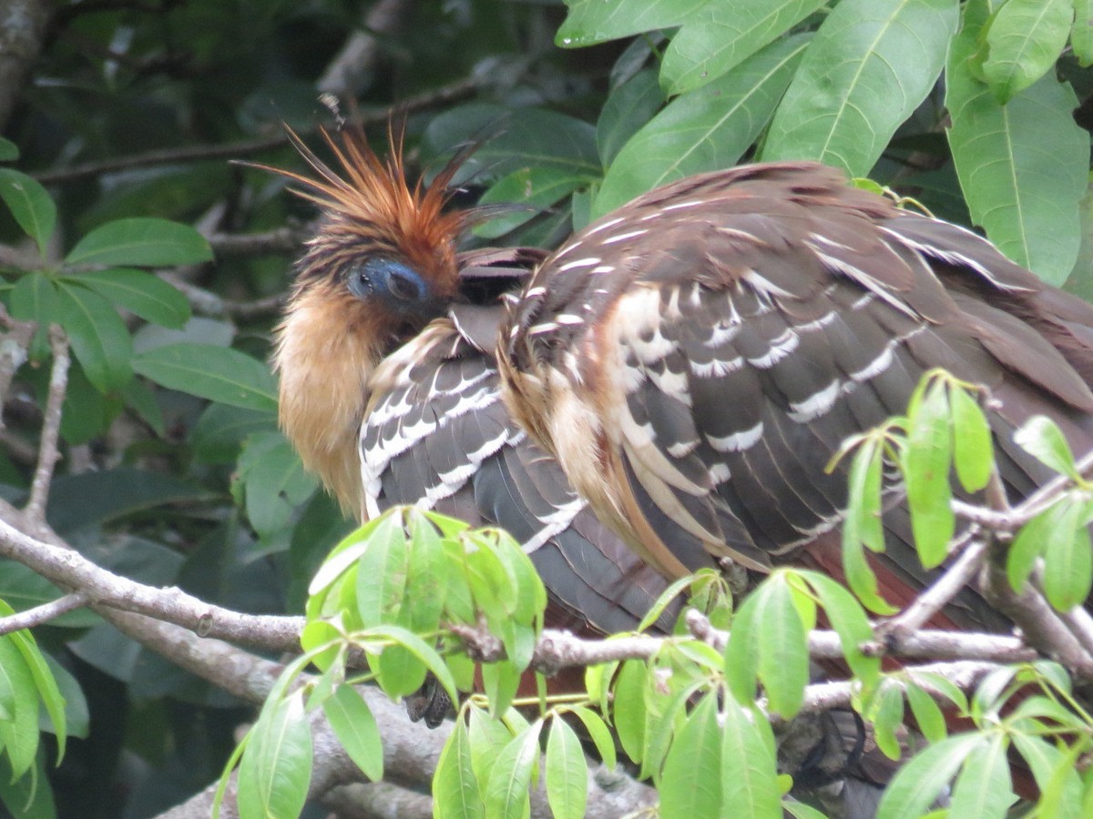 Hoatzin - ML605939981