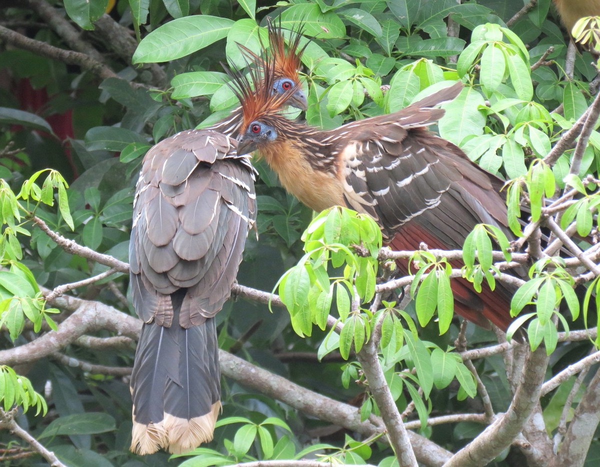 hoatzin - ML605939991