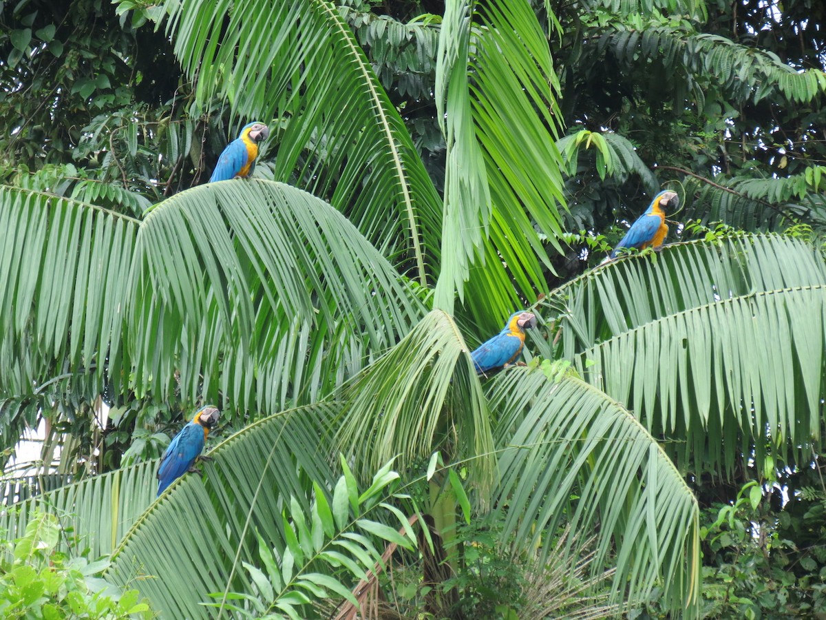 Blue-and-yellow Macaw - Thore Noernberg