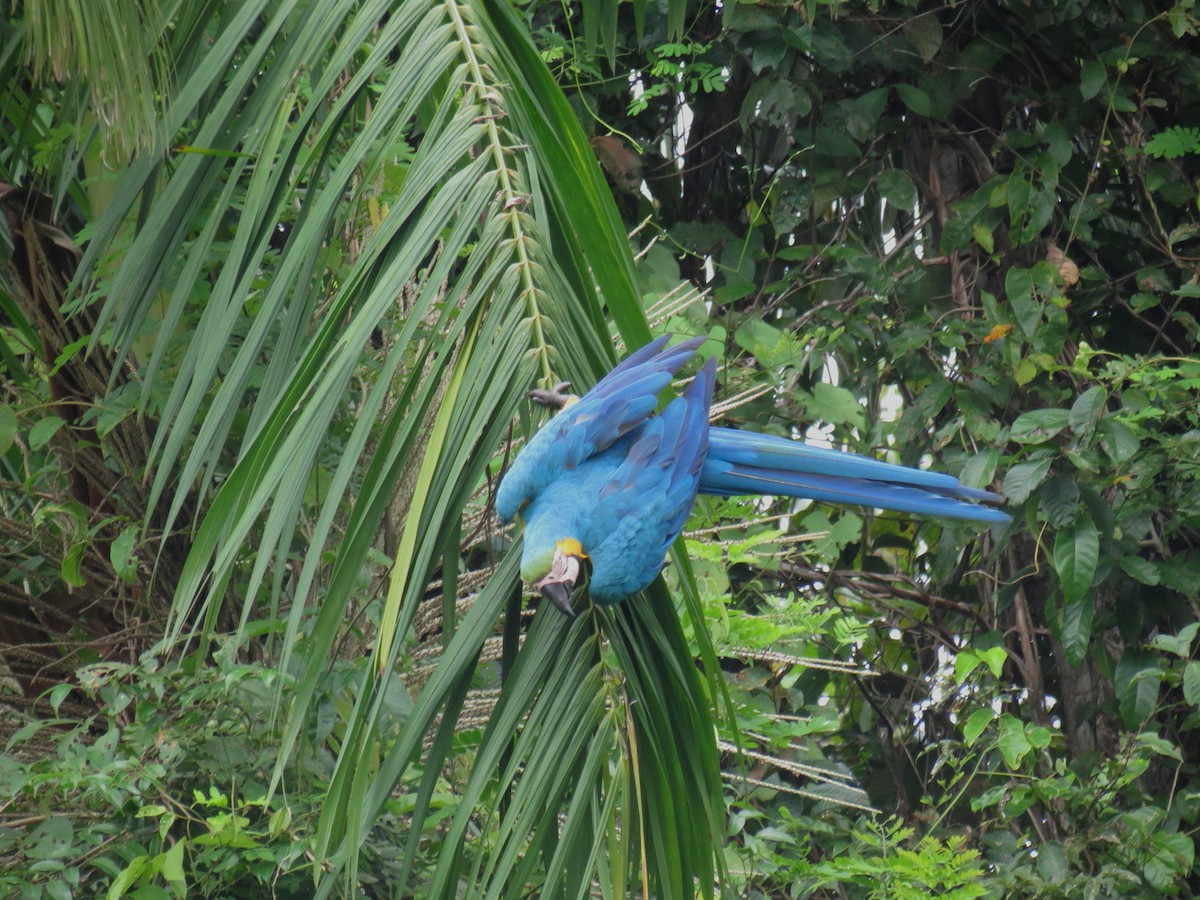 Blue-and-yellow Macaw - Thore Noernberg