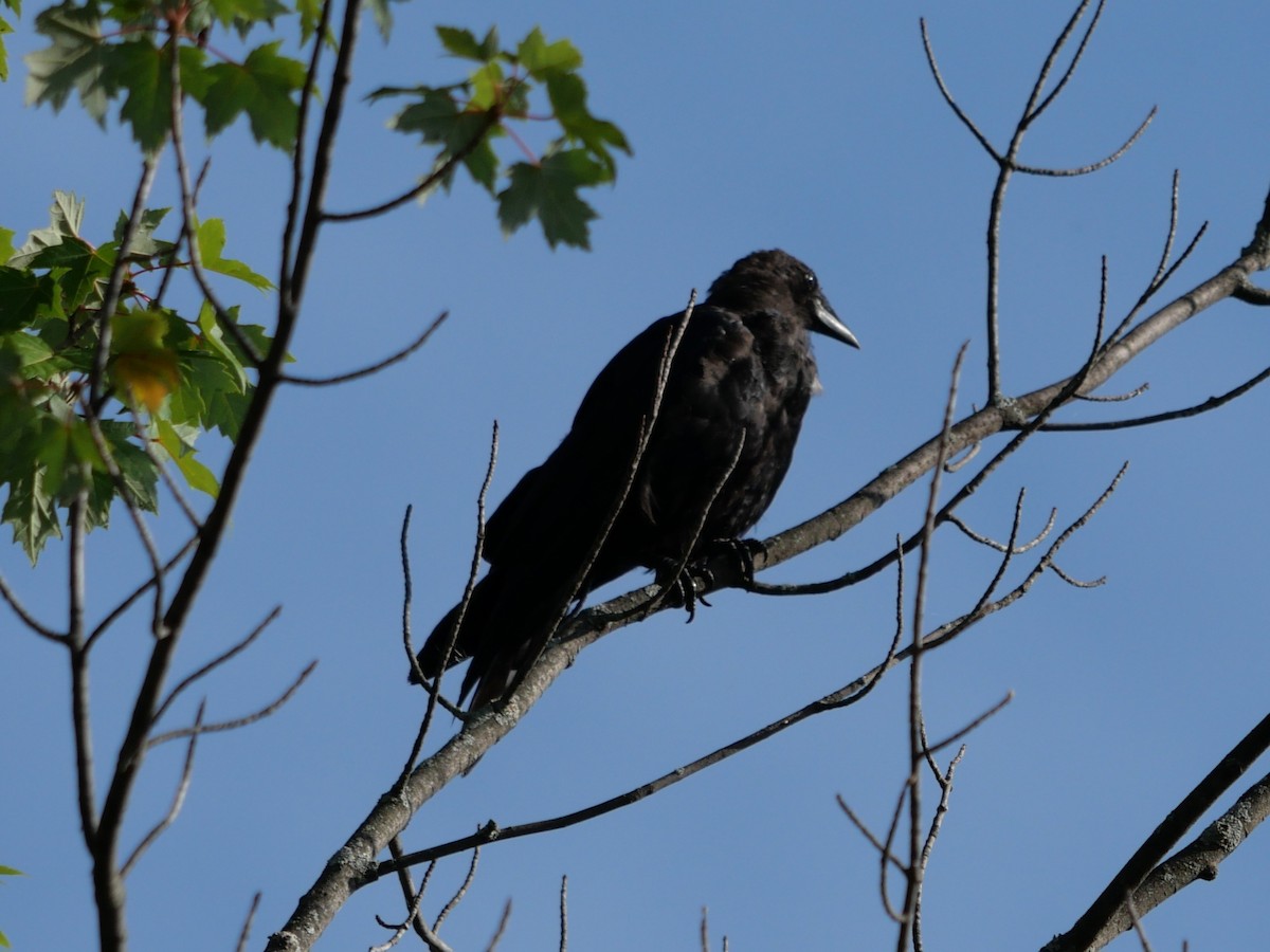 American Crow - ML605940381