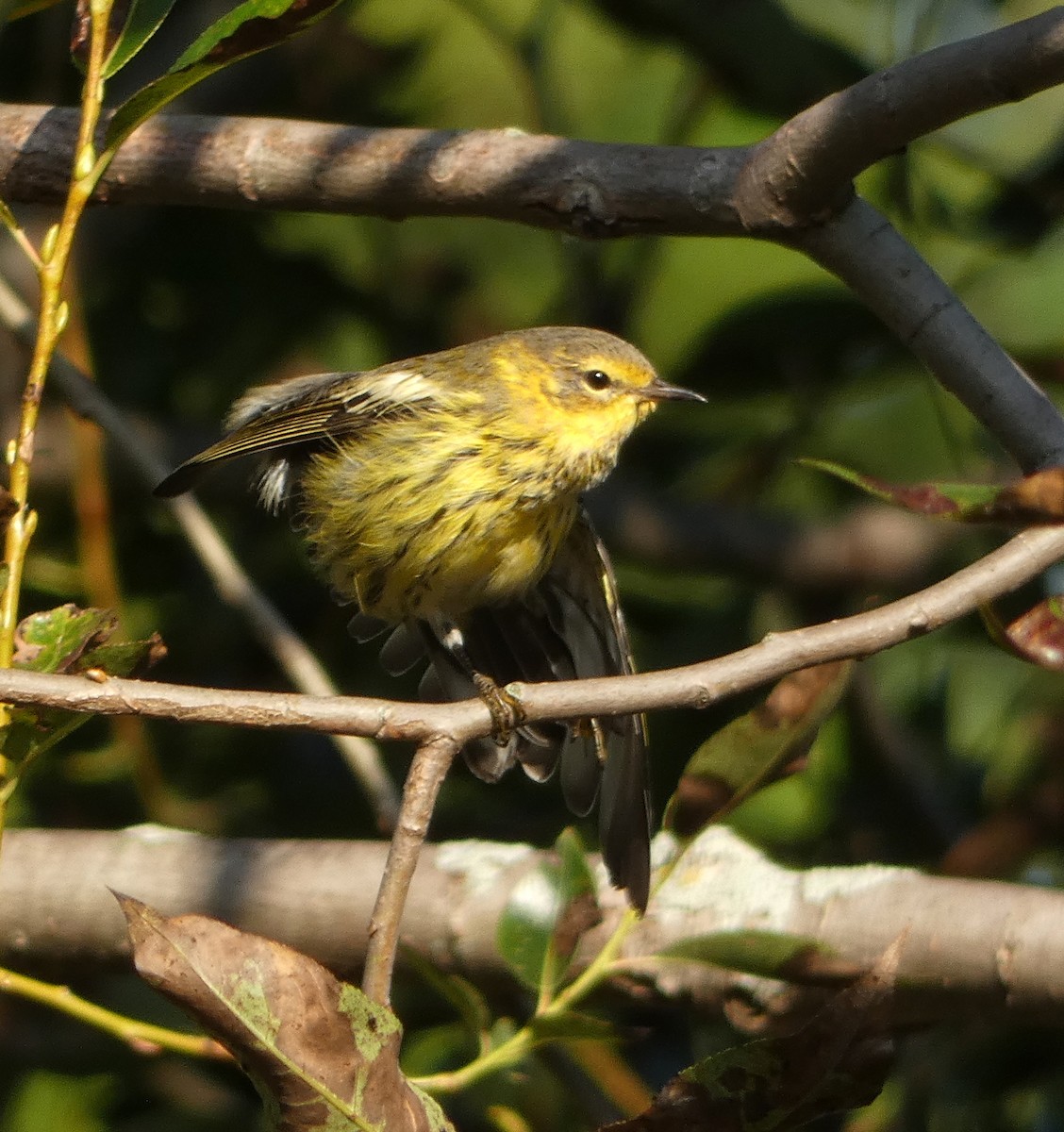 Cape May Warbler - ML605940511