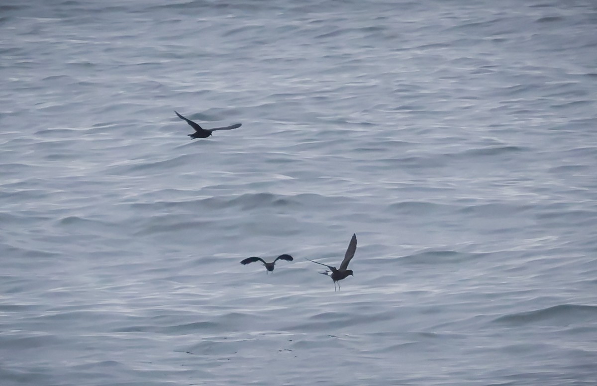 storm-petrel sp. - ML605941371