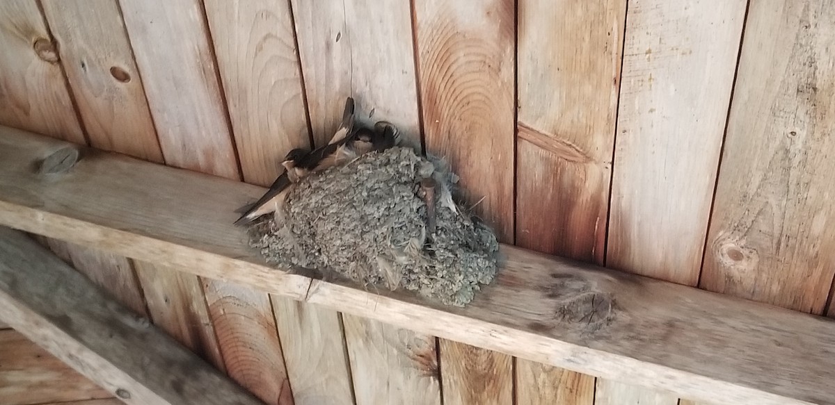 Barn Swallow - Tracy Goupil