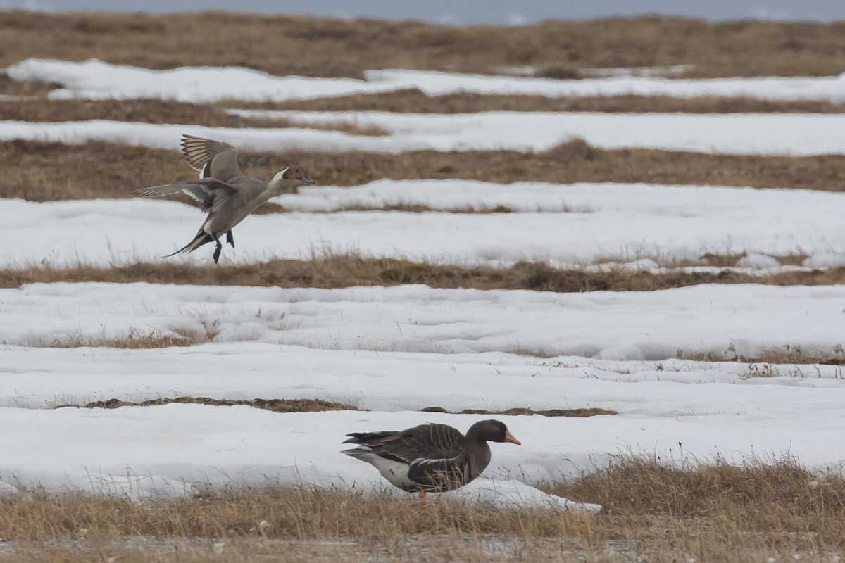 Northern Pintail - ML605941981