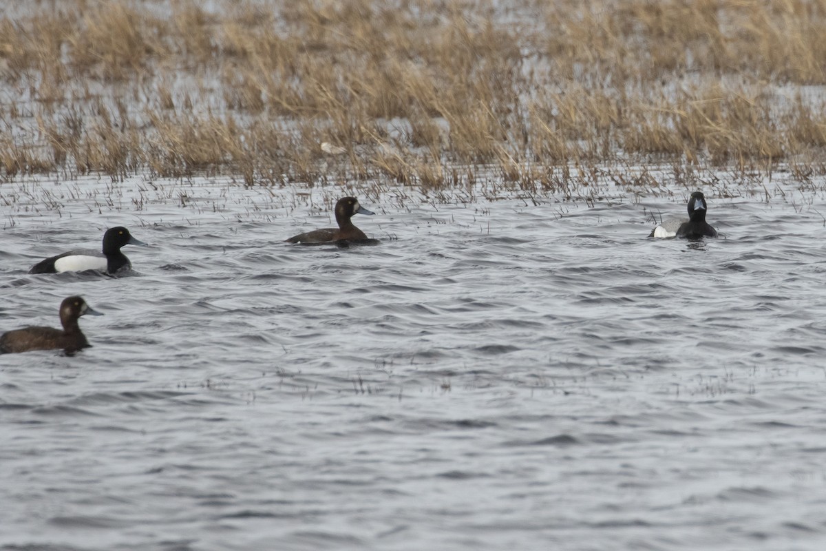 Greater Scaup - Michael Todd