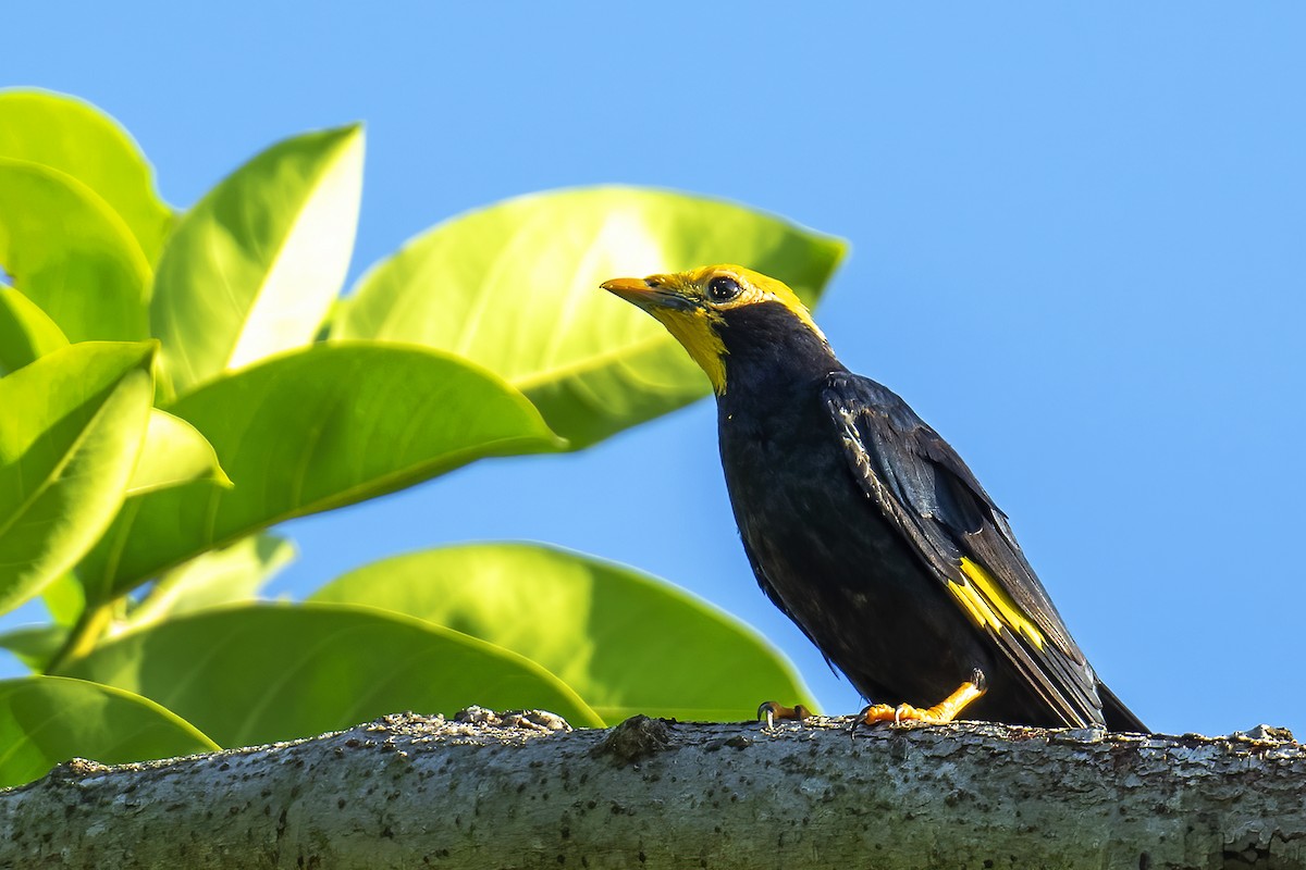 Golden-crested Myna - Parthasarathi Chakrabarti