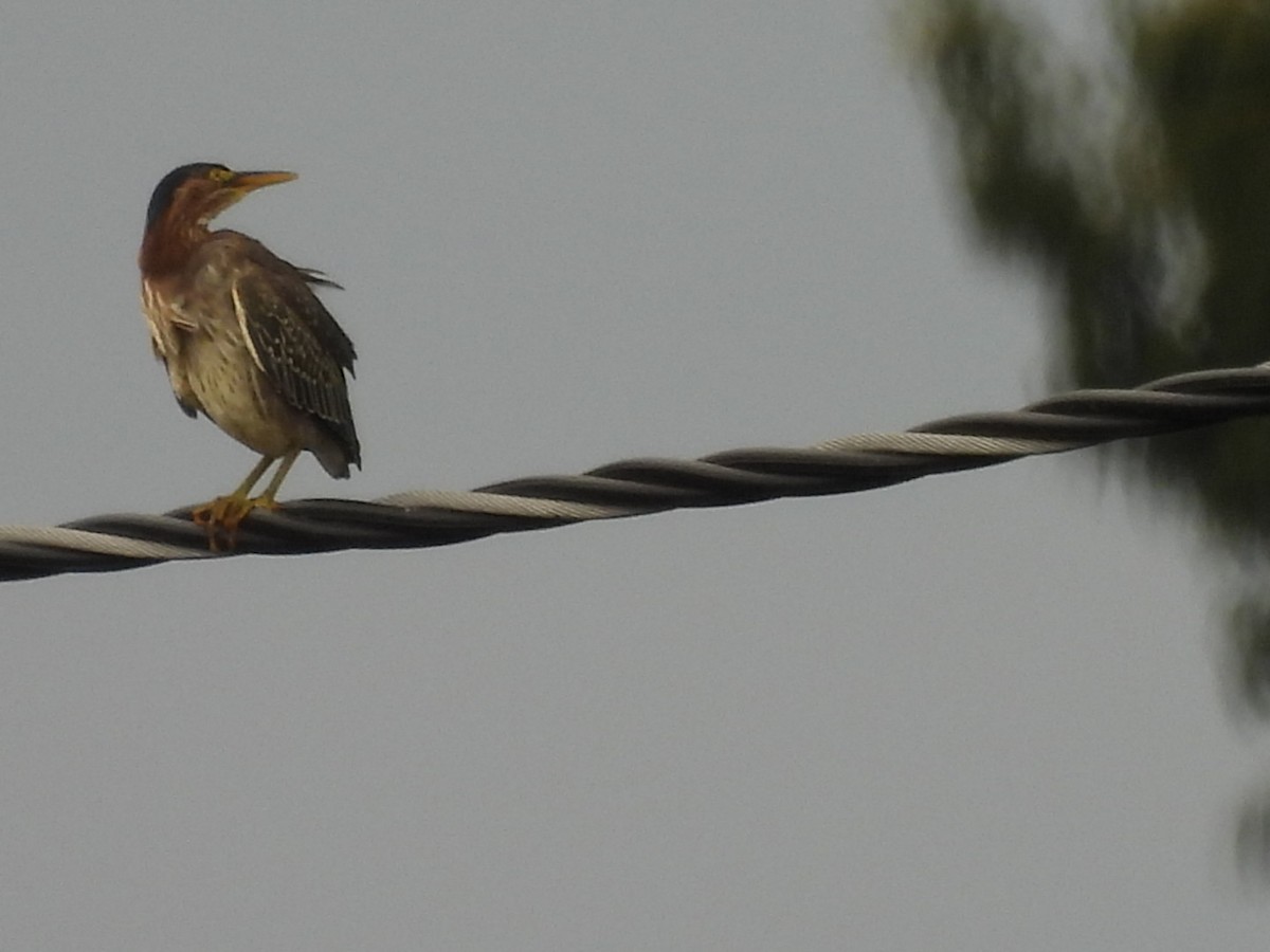 Green Heron - ML605942231