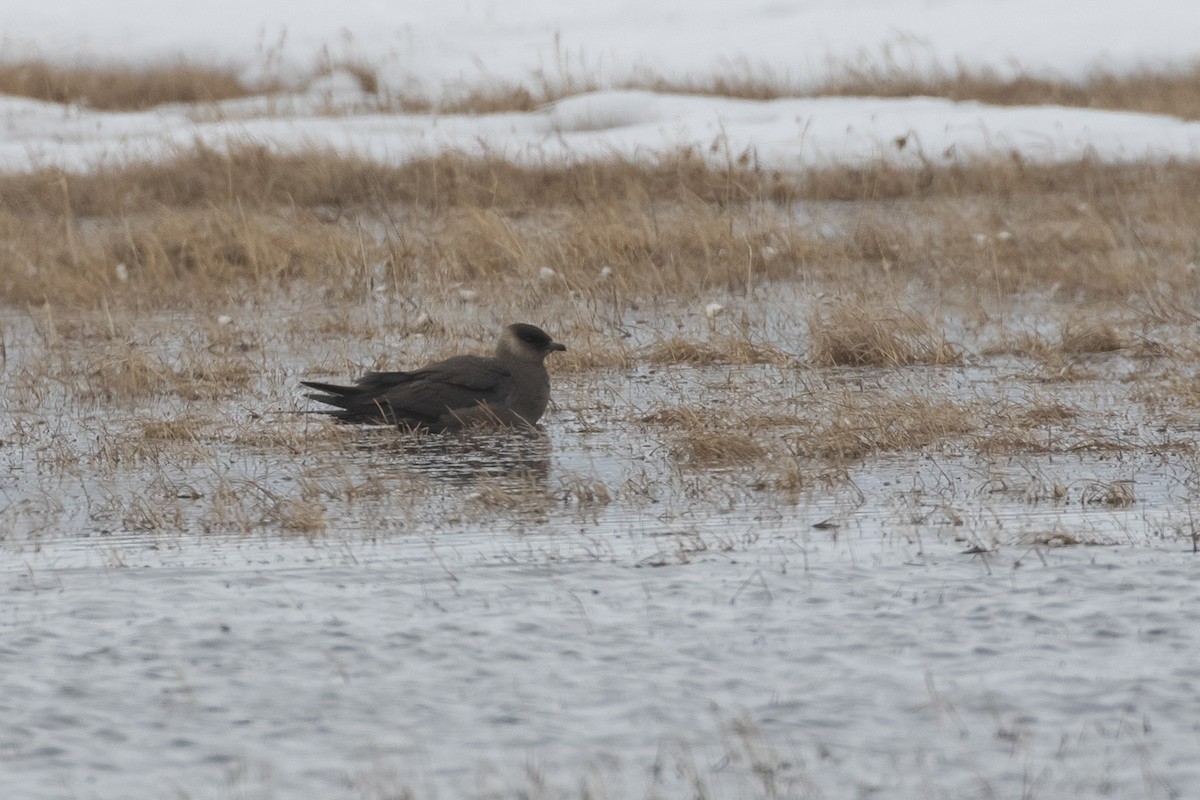 Parasitic Jaeger - ML605942691