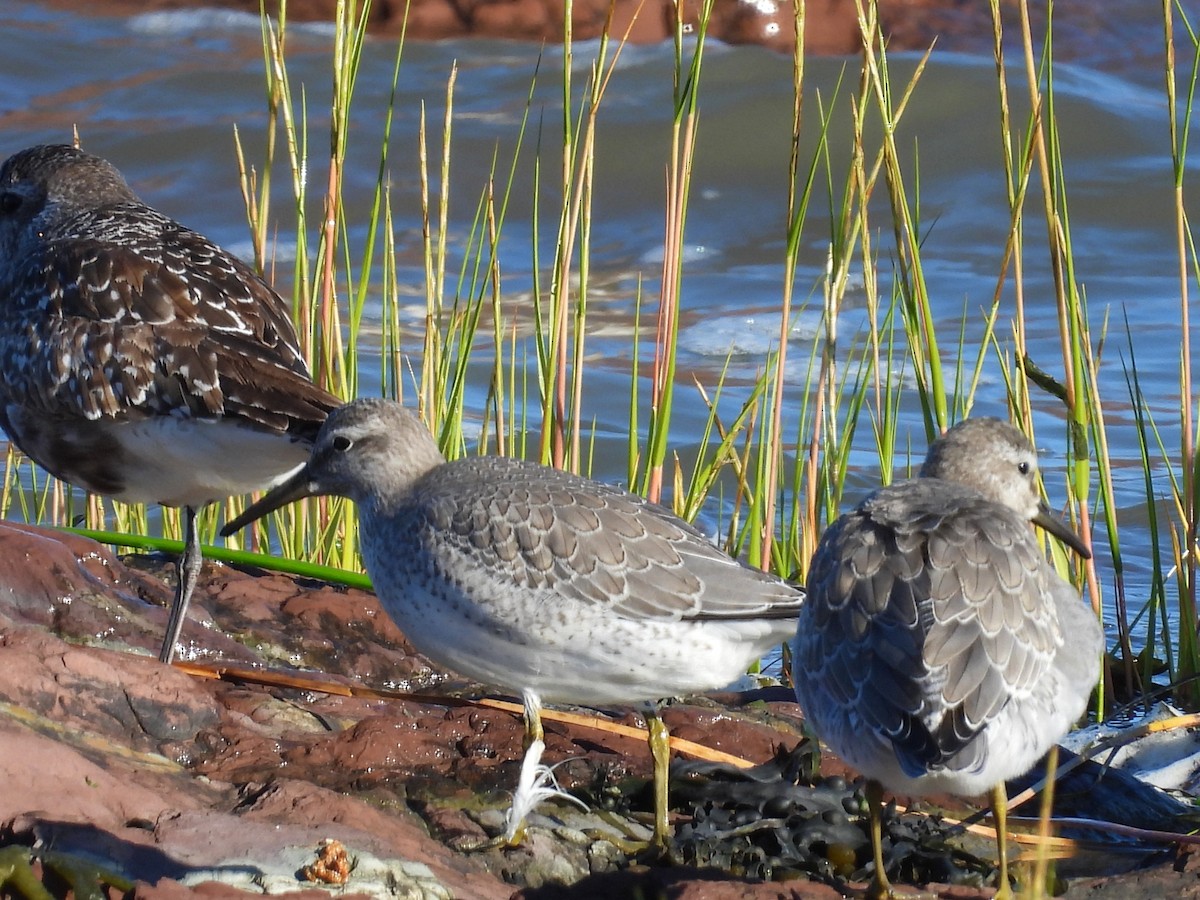 Red Knot - ML605943771