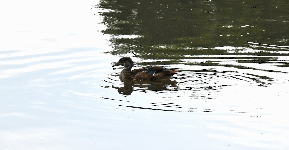 Wood Duck - ML605943981