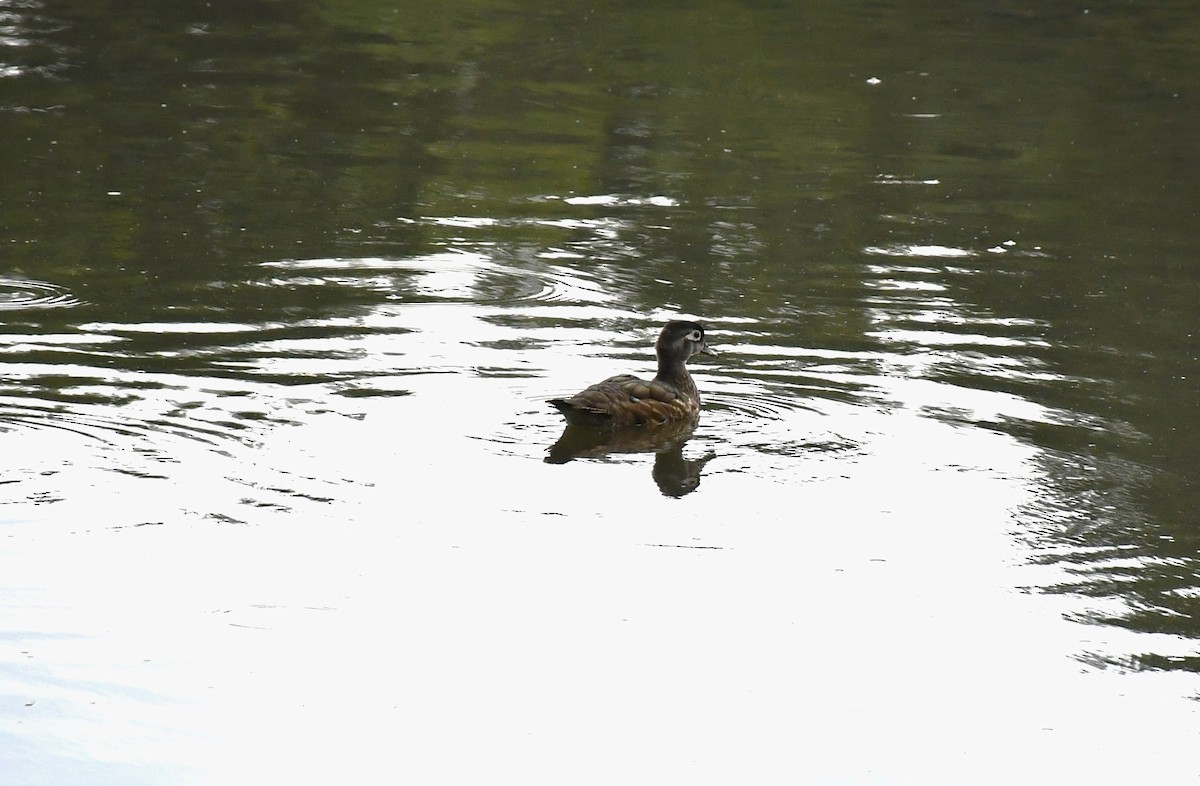 Wood Duck - ML605944011