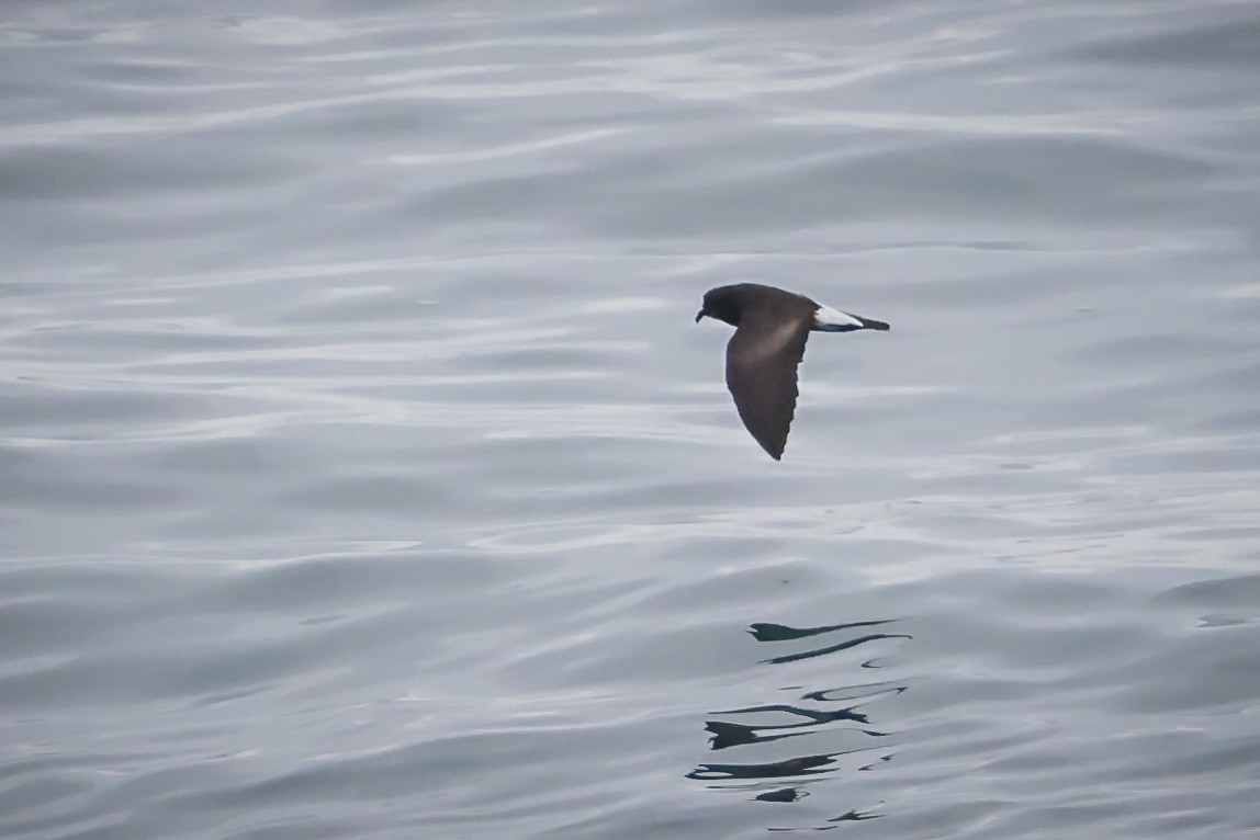 storm-petrel sp. - Jill Dale