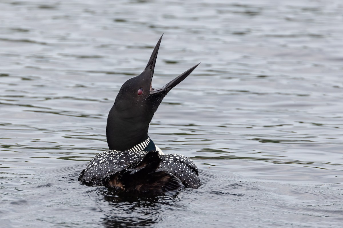 Common Loon - ML605944271