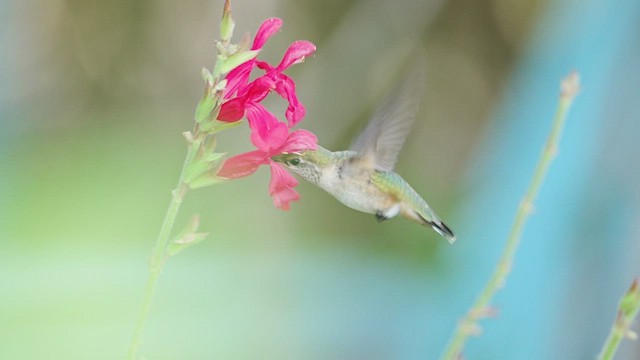 Colibrí Calíope - ML605944891