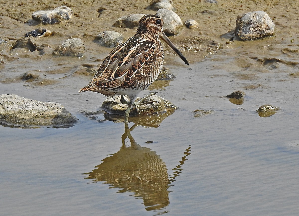 Common Snipe - Manfred Schleuning