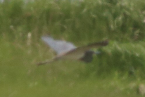 Tricolored Heron - ML60594521