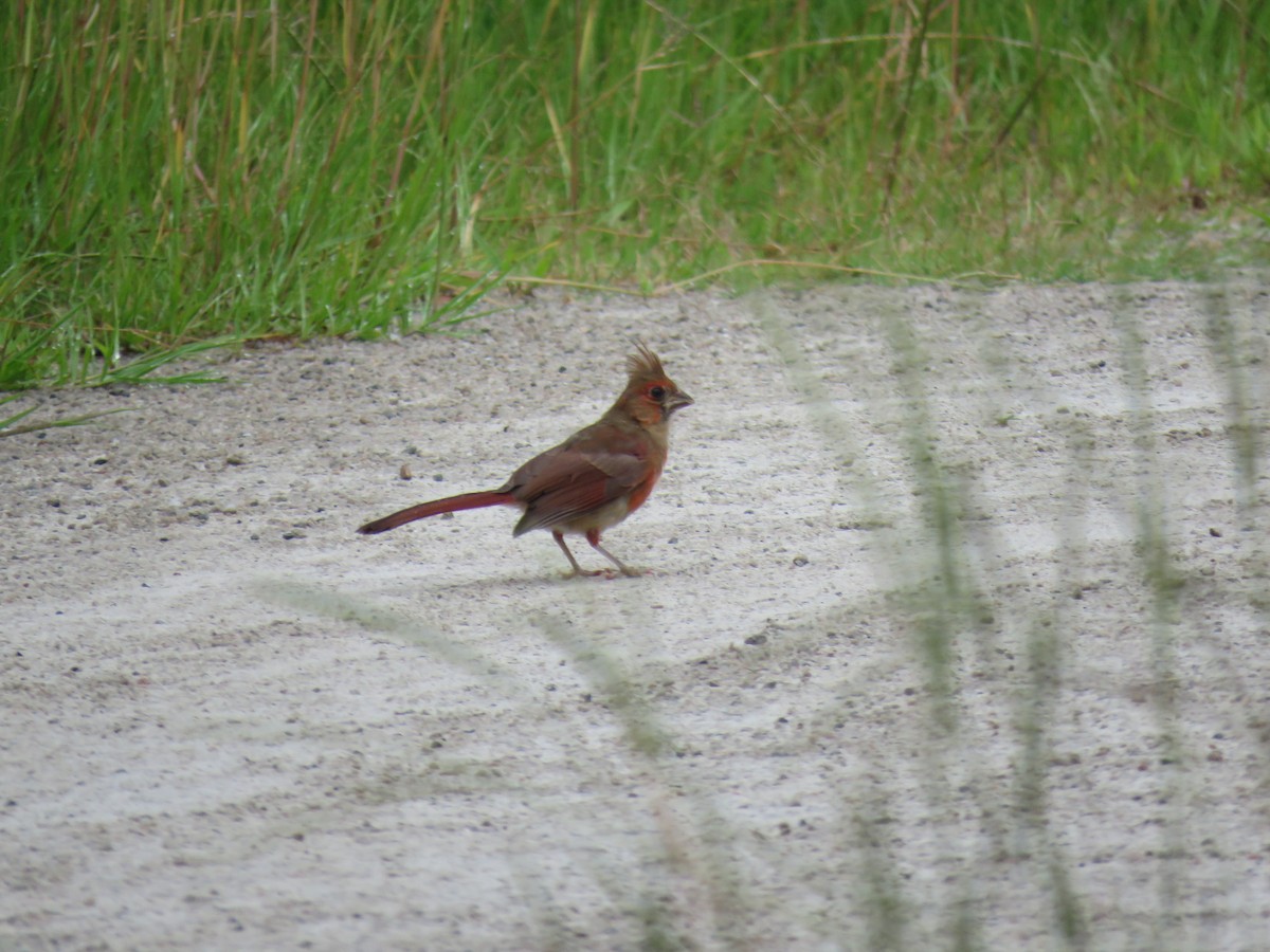 Northern Cardinal - ML605945721