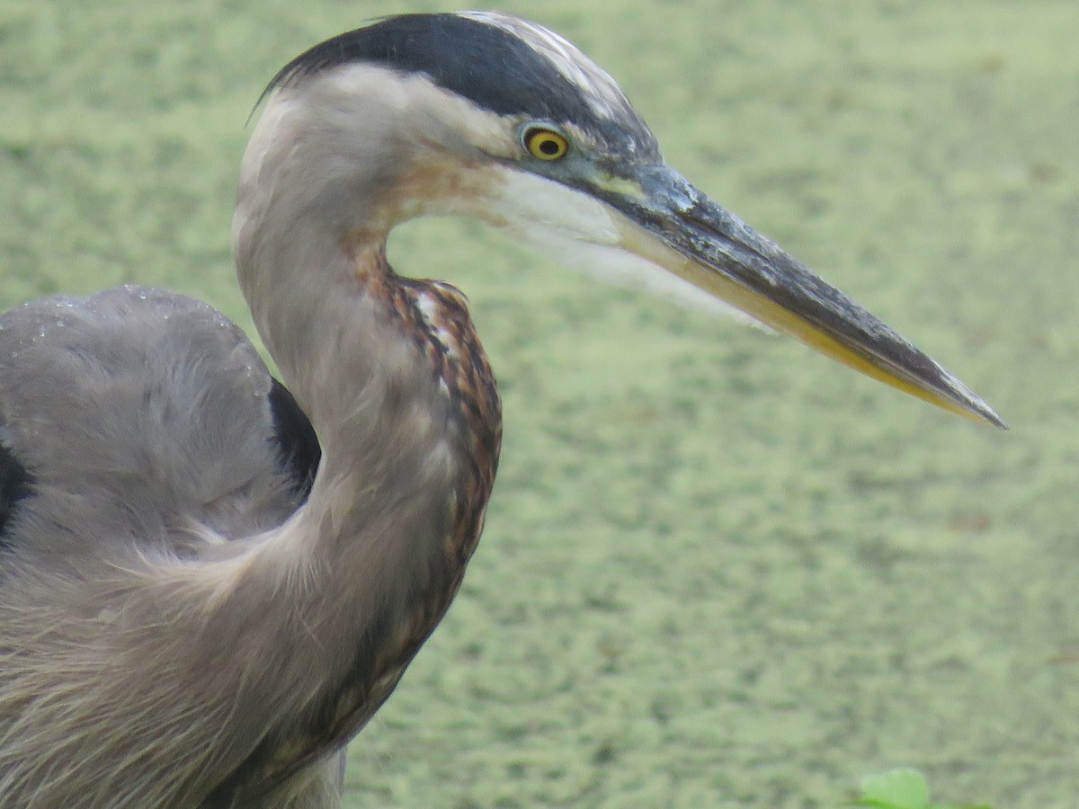 Great Blue Heron - ML605945871