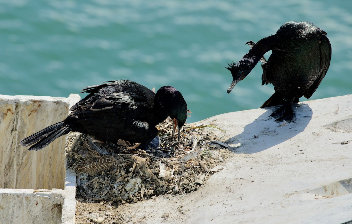 Pelagic Cormorant - ML605946431