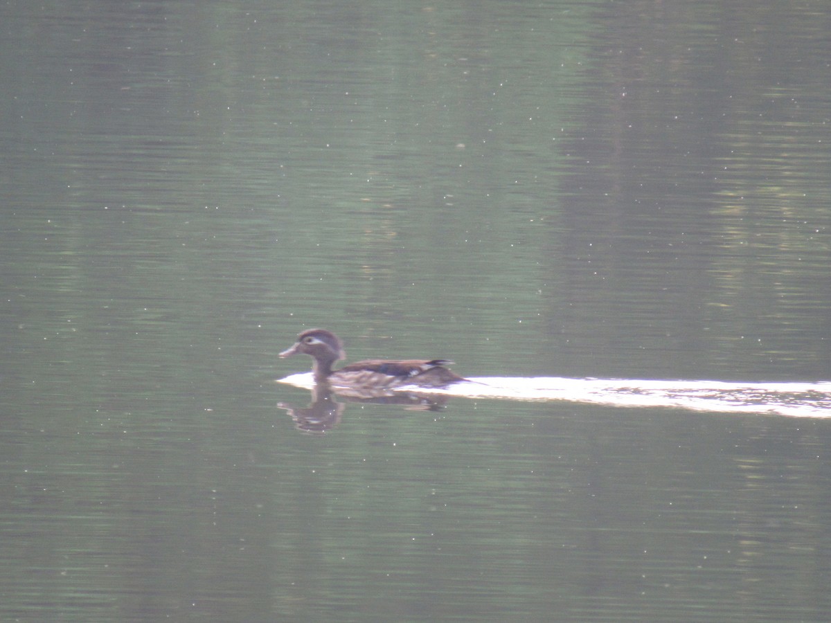 Wood Duck - Barbara Jones