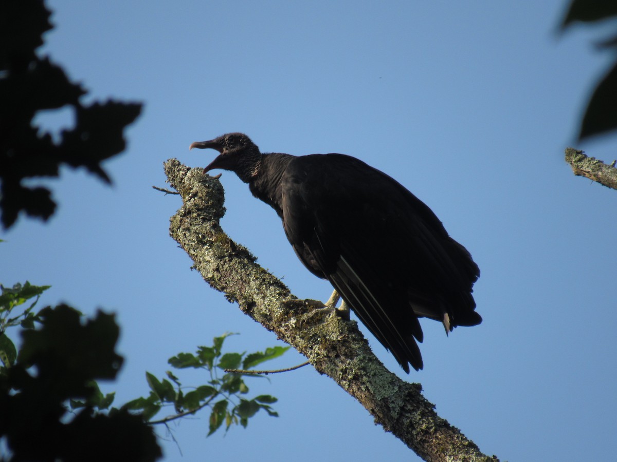 Black Vulture - ML605946781