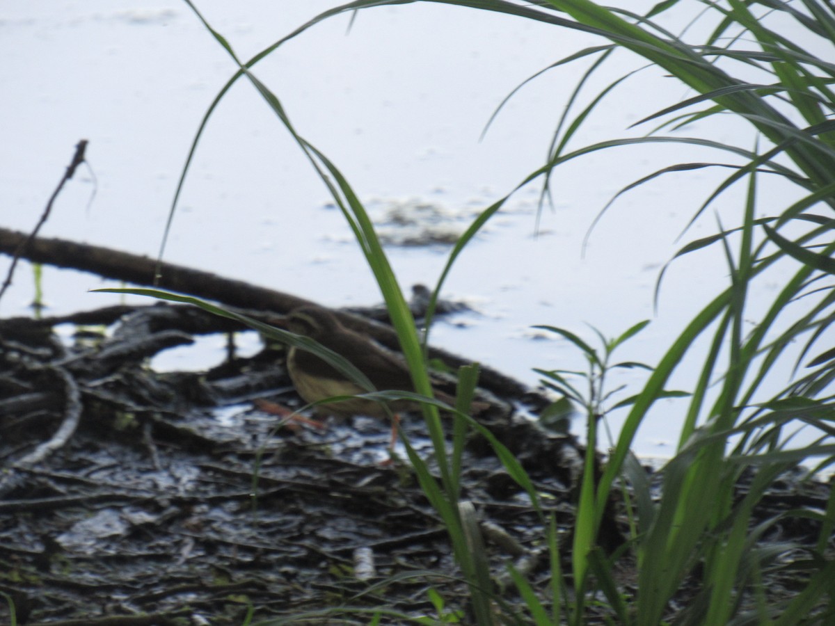 Louisiana/Northern Waterthrush - ML605947071