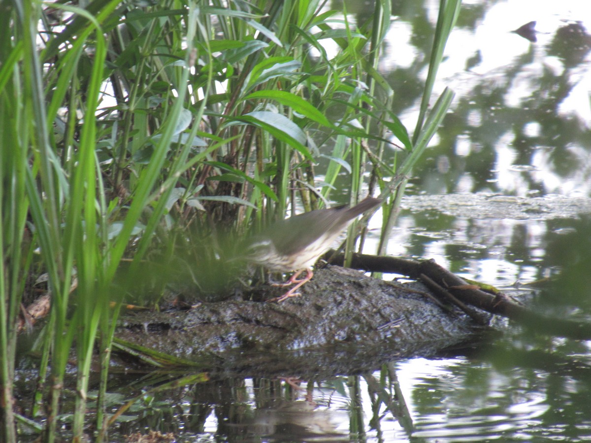 Louisiana/Northern Waterthrush - ML605947081